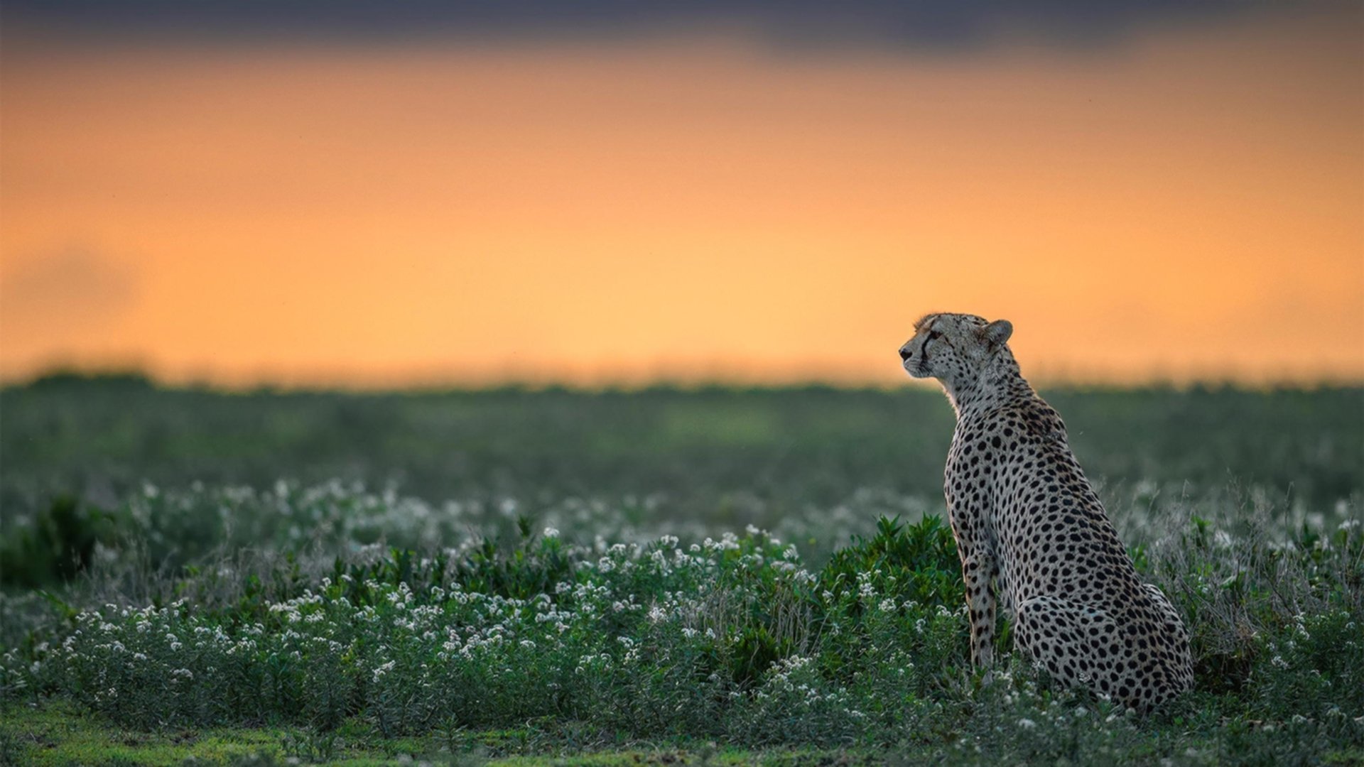 开云体育入口-中国女排主力轮换仍轻取对手，中国女排主力轮换仍轻取对手吗  第2张